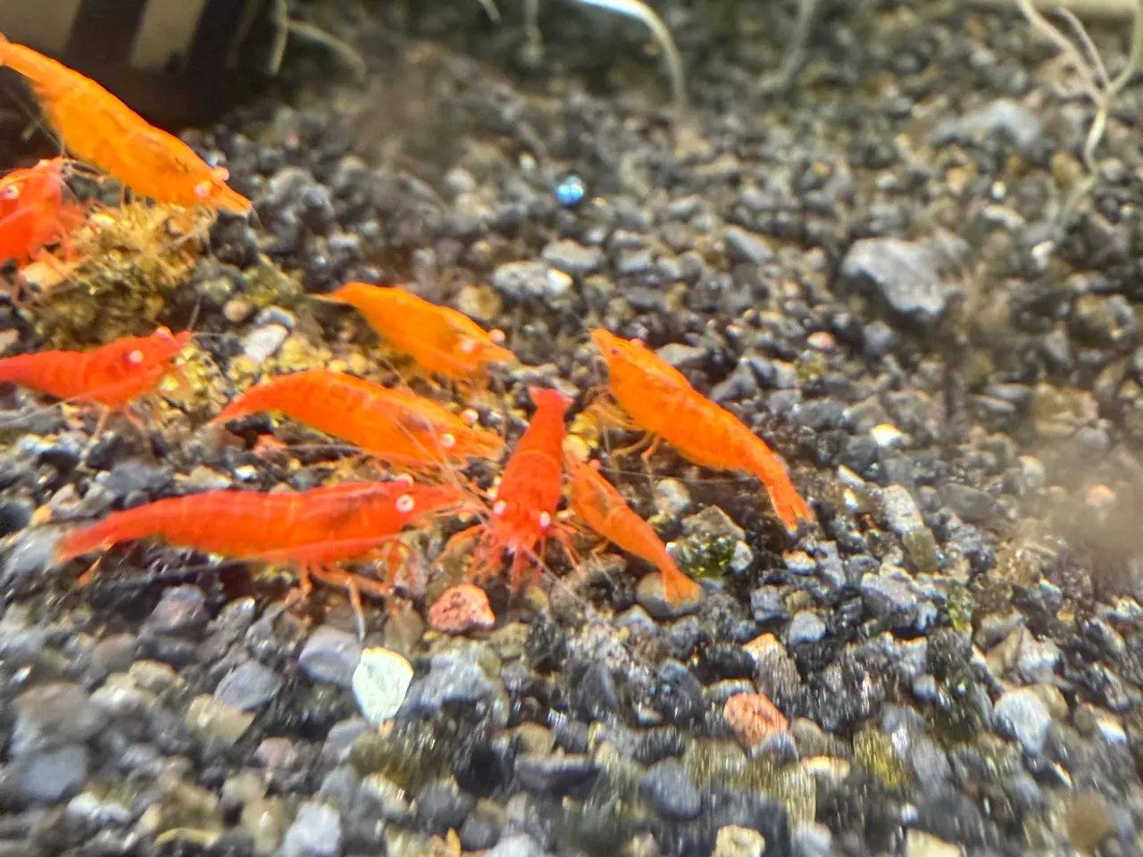 Billede 3 - 🧡 Orange Sakura Shrimp OE / Orange OE Neocaridina