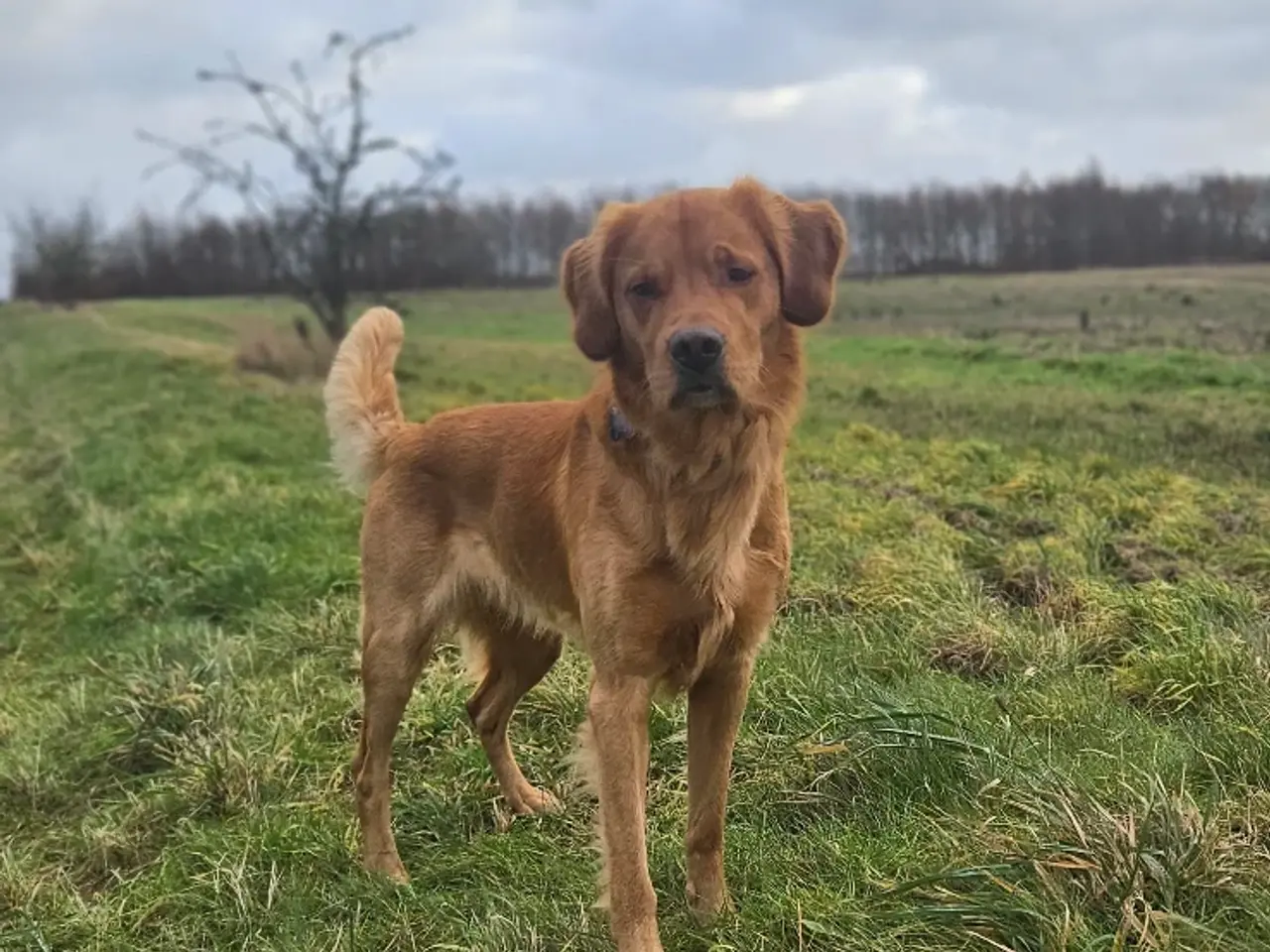 Billede 6 - Golden Retriever Stamtavle tilbydes til avl