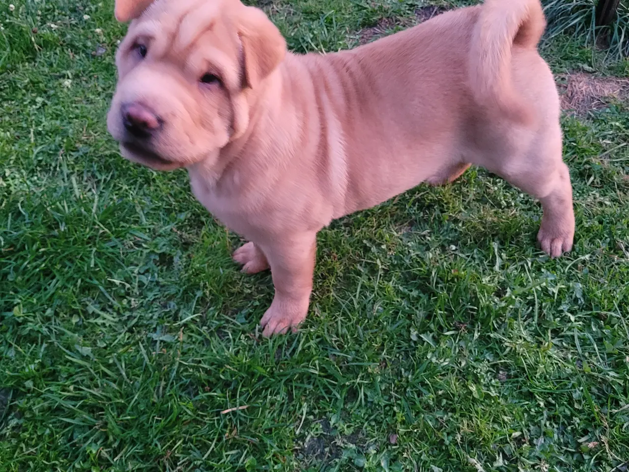Billede 8 - Shar pei hvalpe
