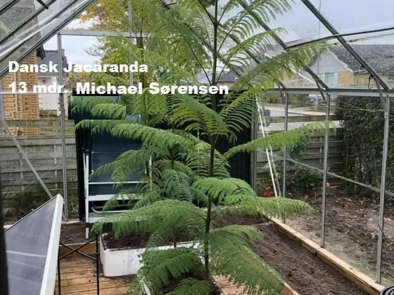 Billede 8 - 60+ Blue Jacaranda frø inkl. levering. Luftfrisker
