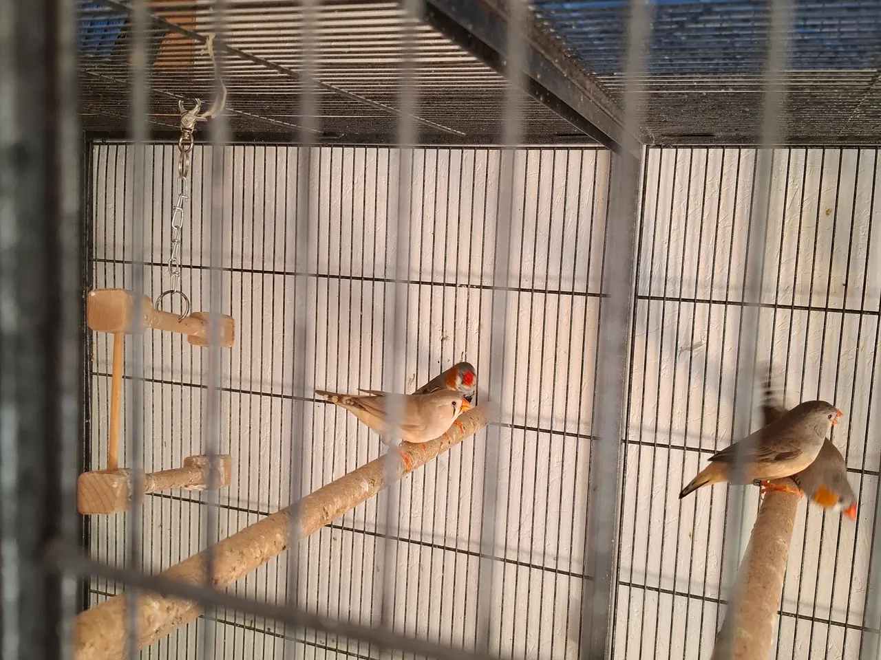 Billede 3 - Zebrafinker søger nye hjem