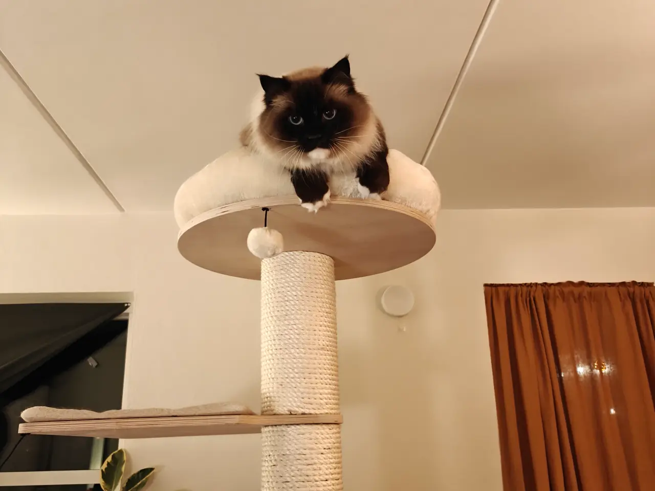 Billede 6 - Skøn Ragdoll 