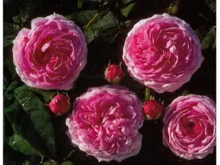 Rosenleksikon - Lars-Åke Gustavsson