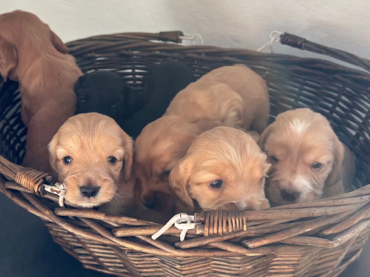 Billede 5 - Hundehvalpe Cocker spaniel