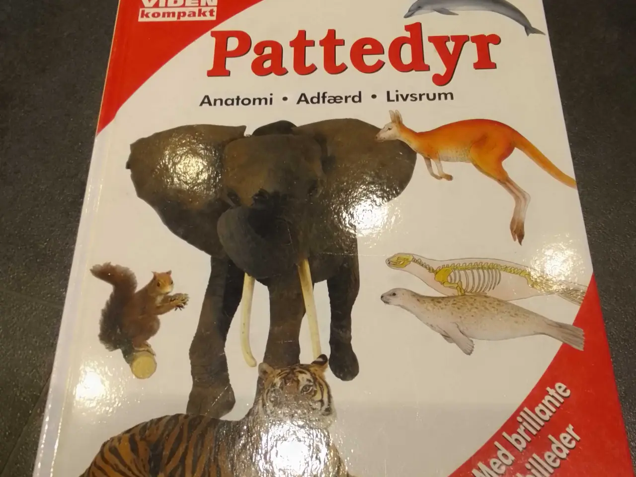 Billede 1 - Viden Om-serien "Pattedyr" fagbog om dyr