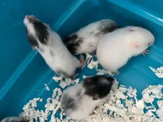 Guldhamster unger