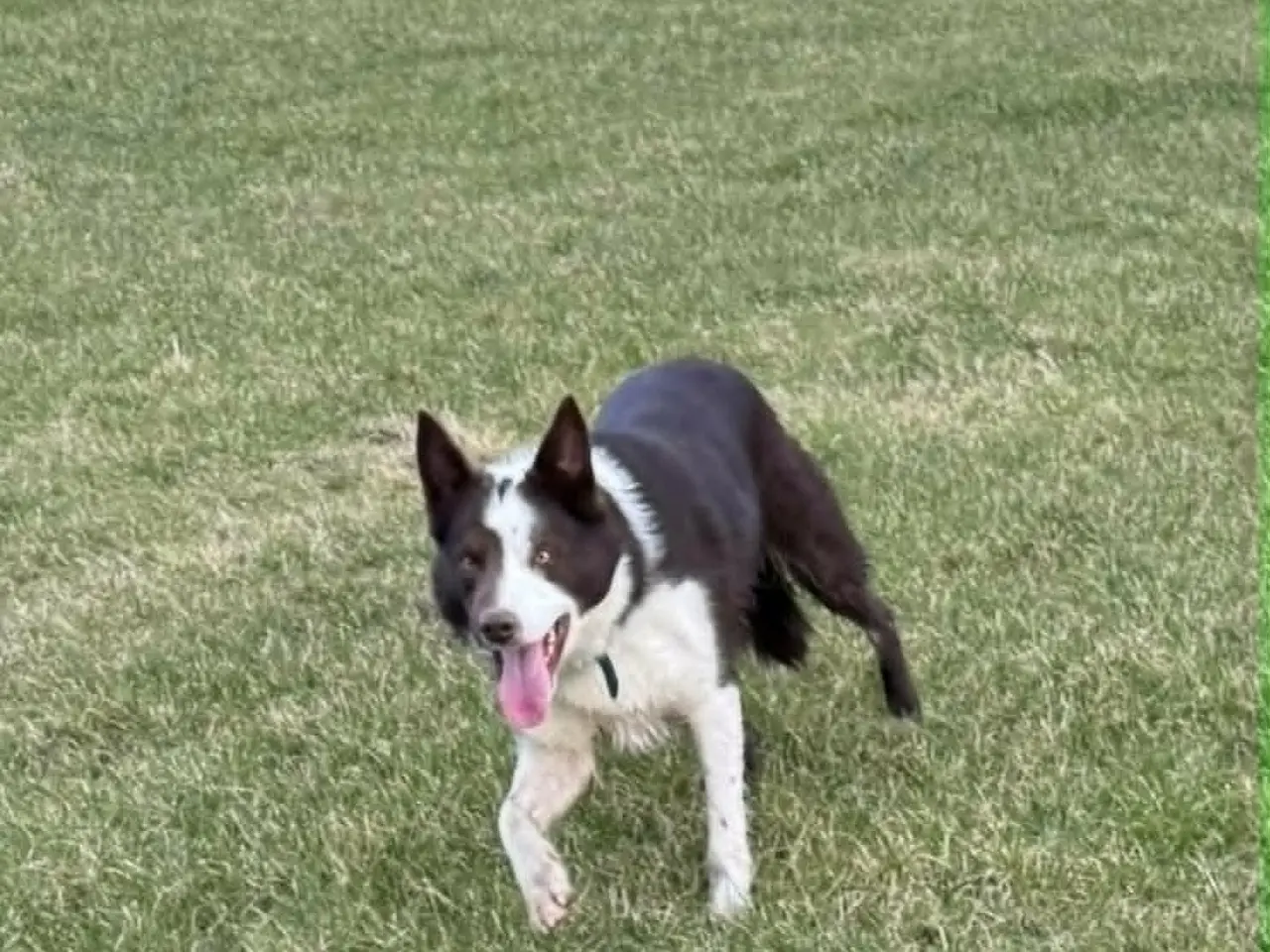Billede 6 - Border Collie Hvalpe søger deres nye drømmehjem