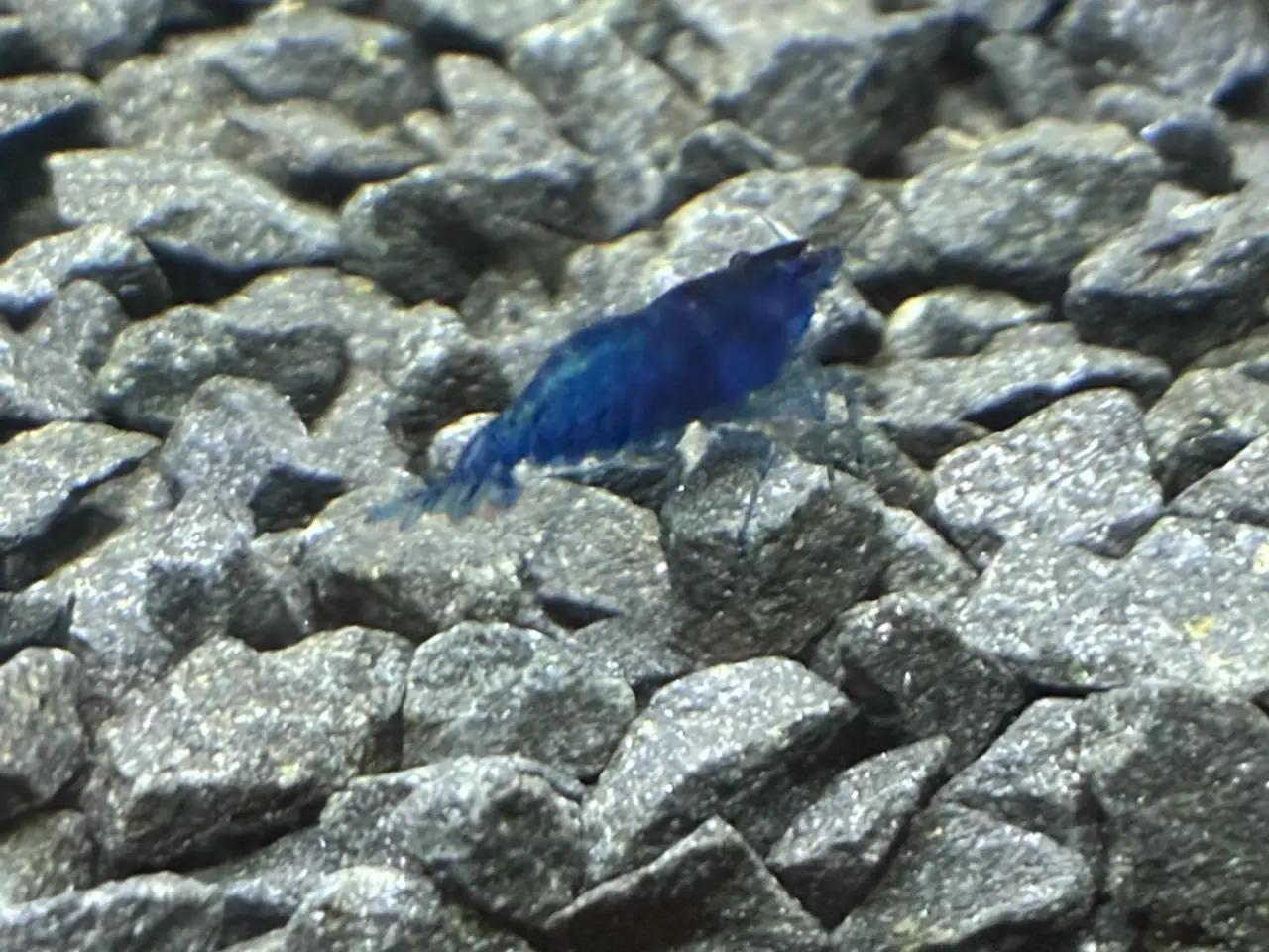 Billede 3 - Blue Dream Rejer