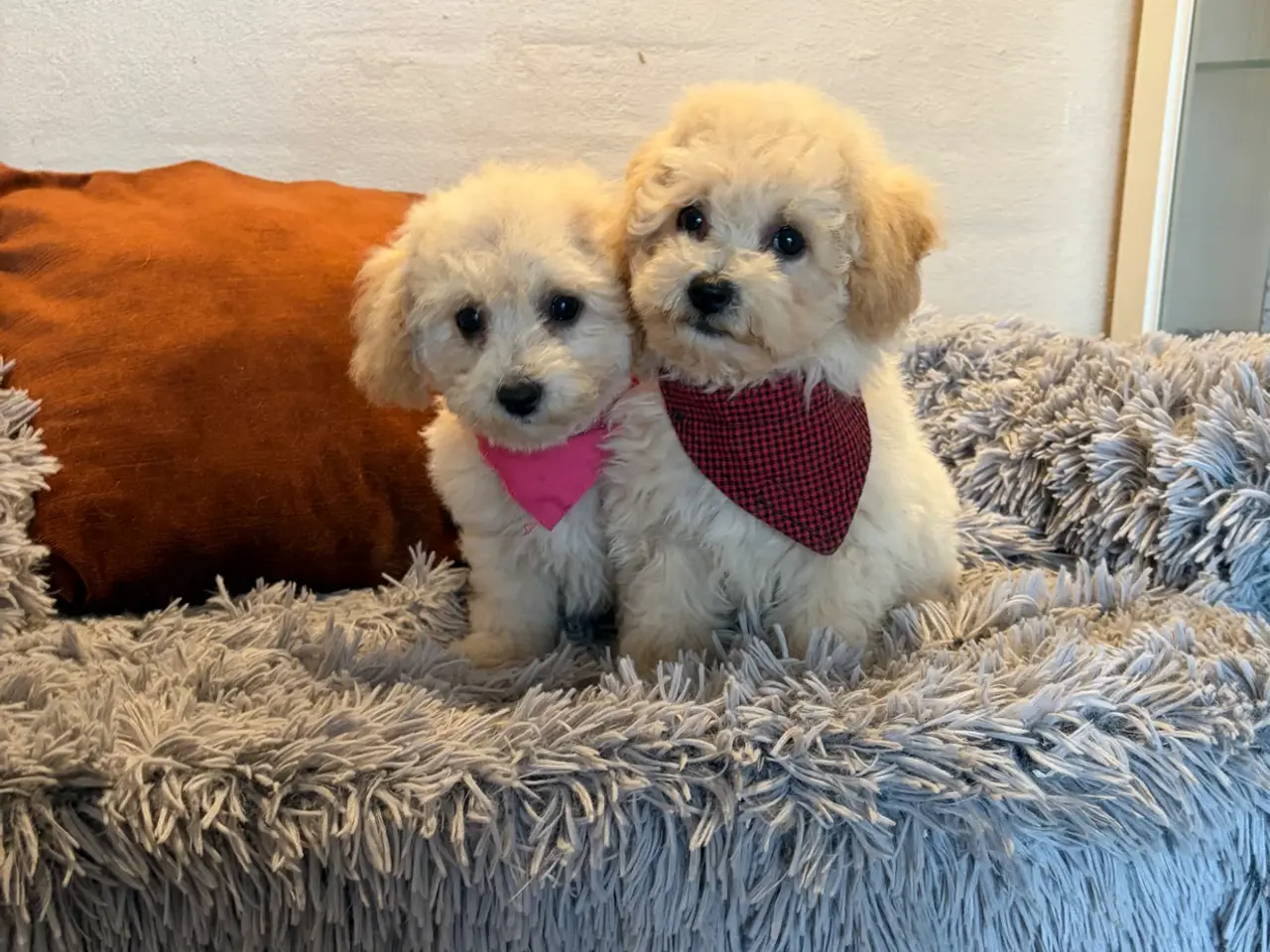 Billede 20 - smukkeste små mini Maltipoo babyer
