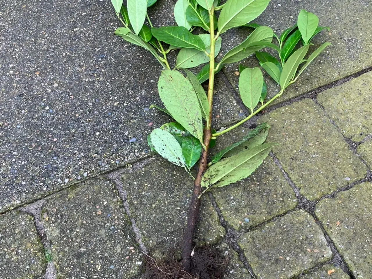 Billede 2 - Laurbær/kirsebær hækplanter