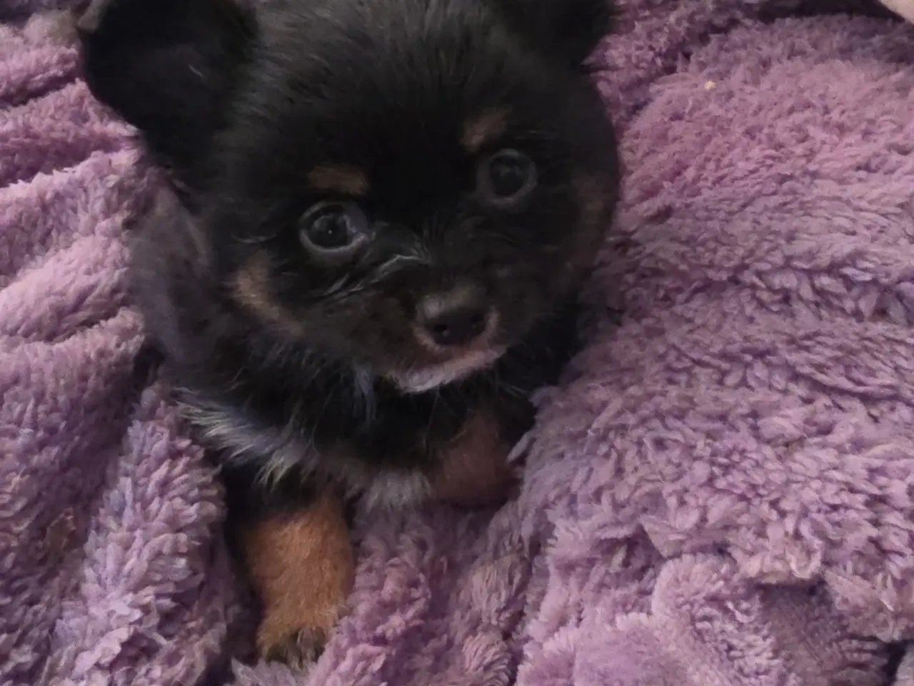 Billede 9 - Langhåret Chihuahua hvalpe