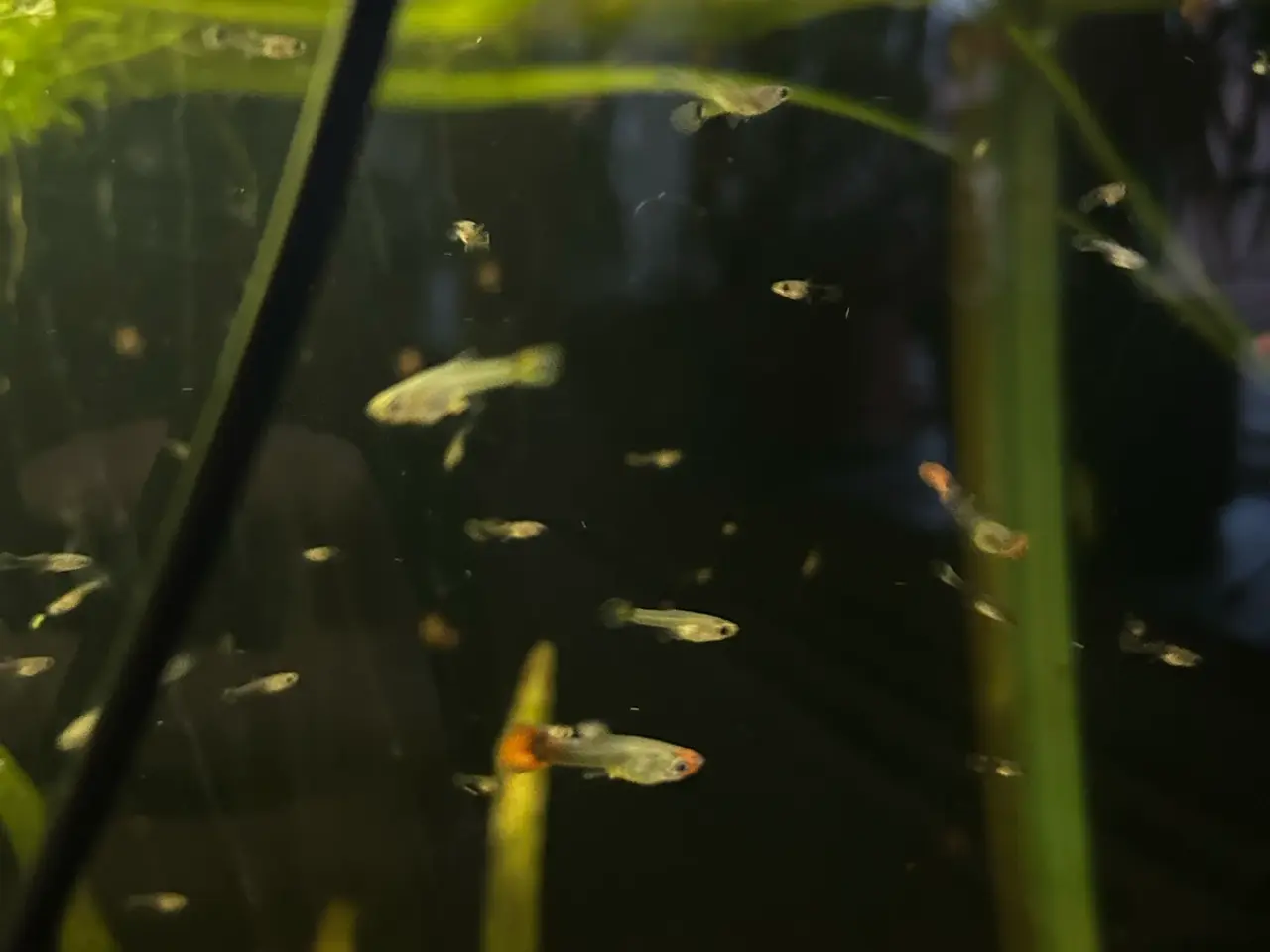 Billede 7 - ❤️🐟 Rednose Dumbo Guppy unger – Smuk Kontrast