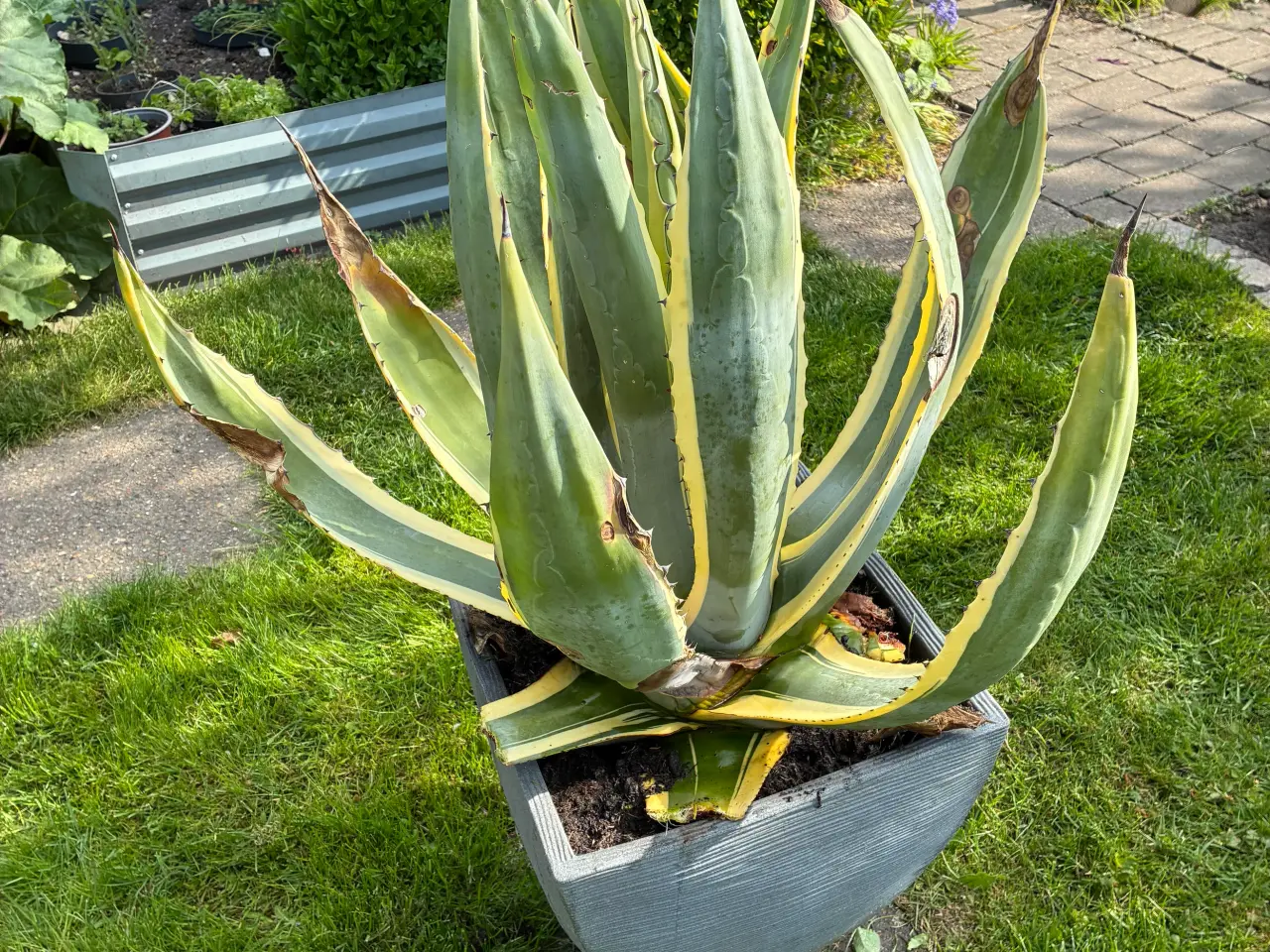 Billede 1 - Agave Americana og Mamut blad