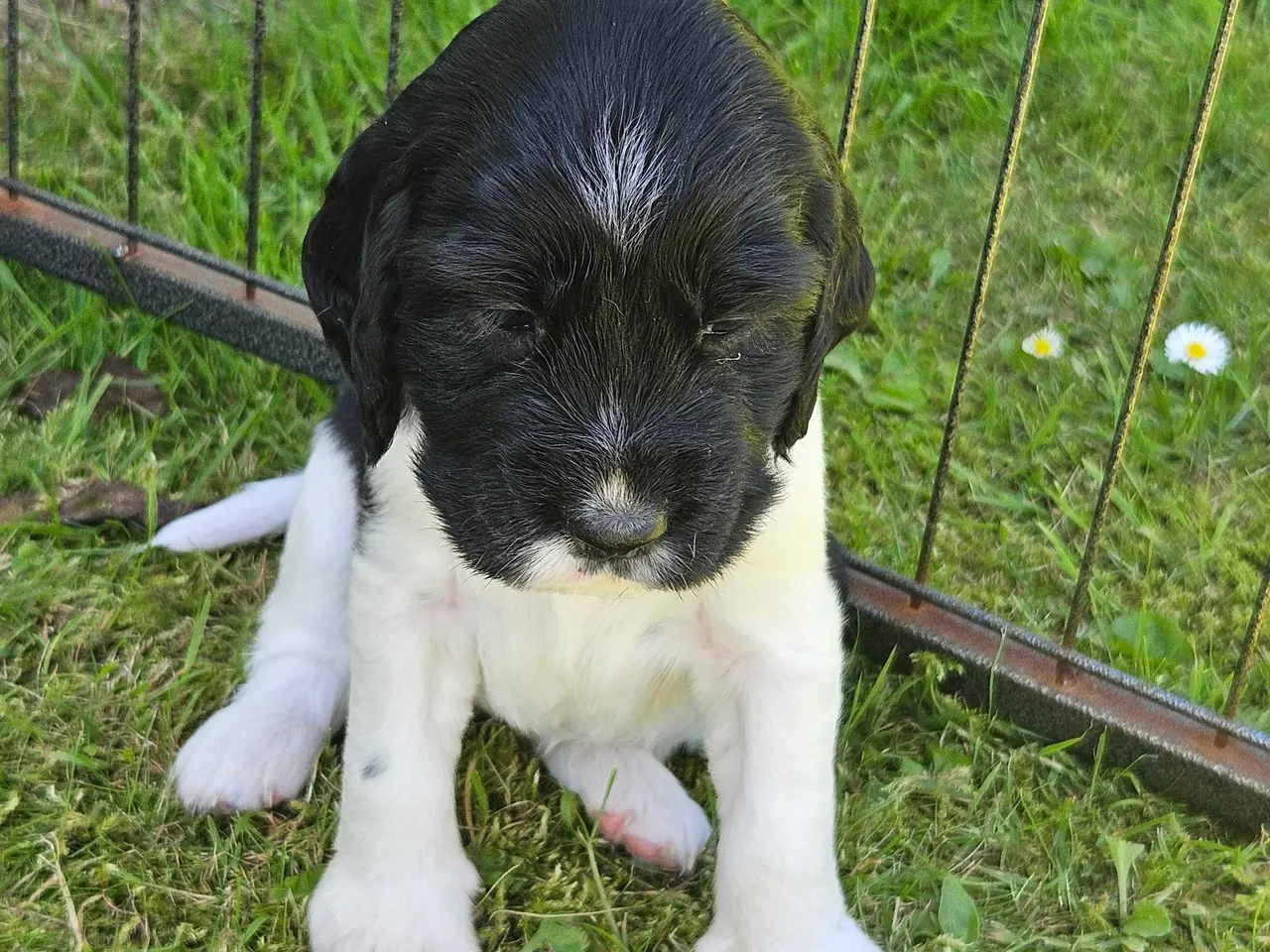 Billede 4 - Engelsk springer spaniel 