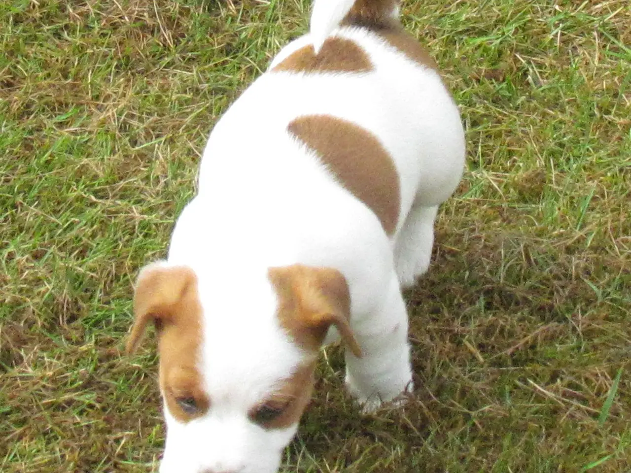 Billede 19 - DKK Jack Russell hvalpe – 2 hanner tilbage!