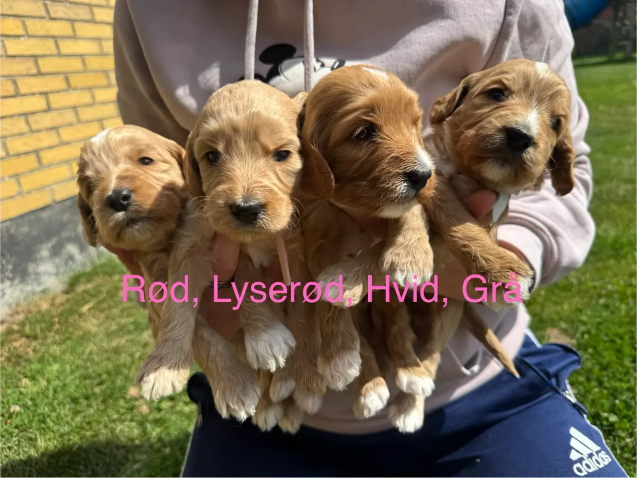 Billede 2 - Cockerpoo hvalpe 3 drenge og 4 piger
