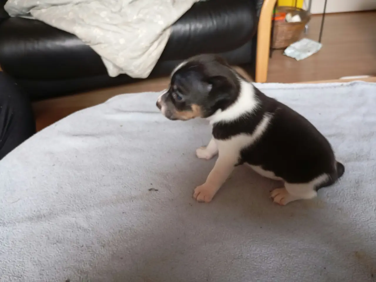 Billede 5 - Ðansk svensk gårdhunde hvalpe