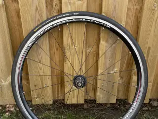 Campagnolo baghjul med Continental dæk