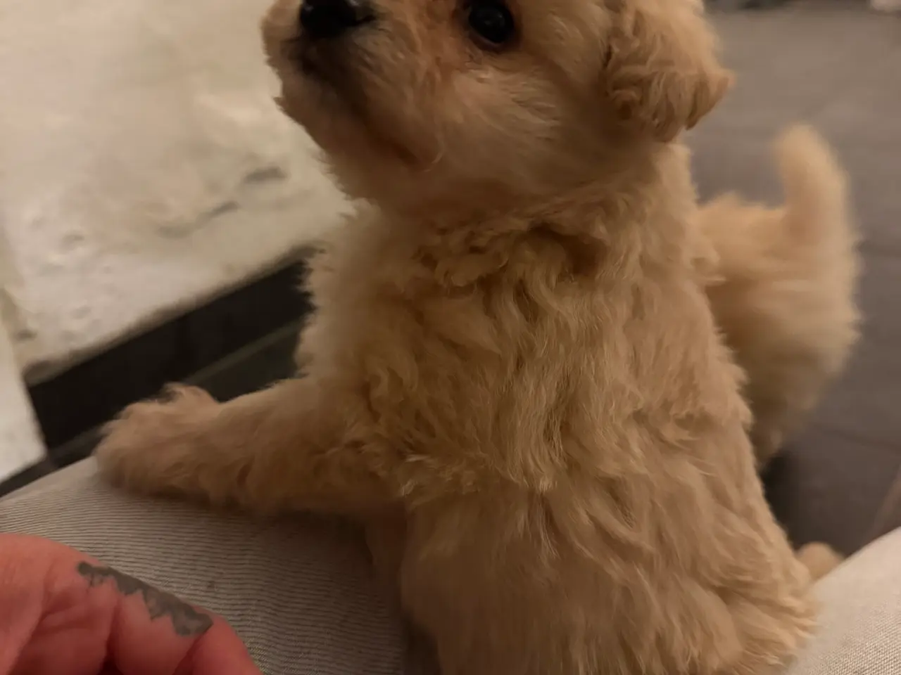 Billede 1 - Pomapoo