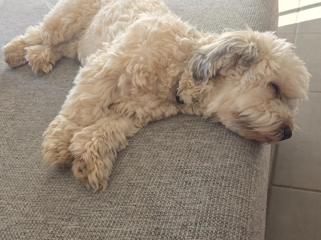 Billede 6 - Søger nyt hjem til vores elskede Eddie💔❤️