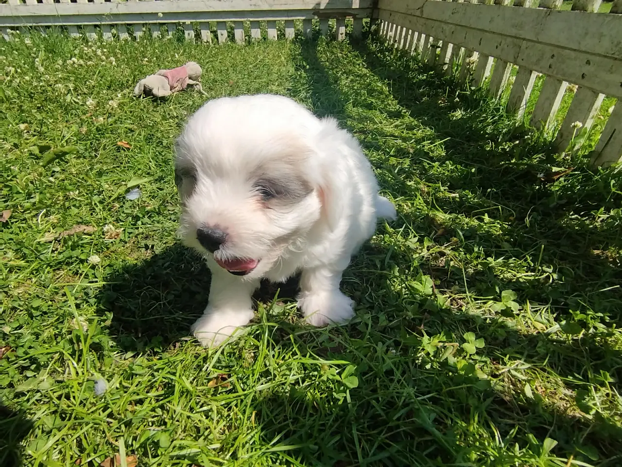Billede 2 - Danmarks Sødeste Coton de tulear