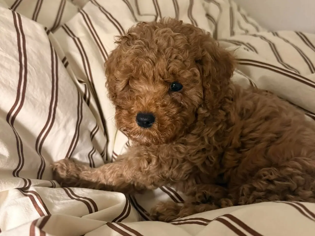Billede 7 - Cavapoo hvalp F2B