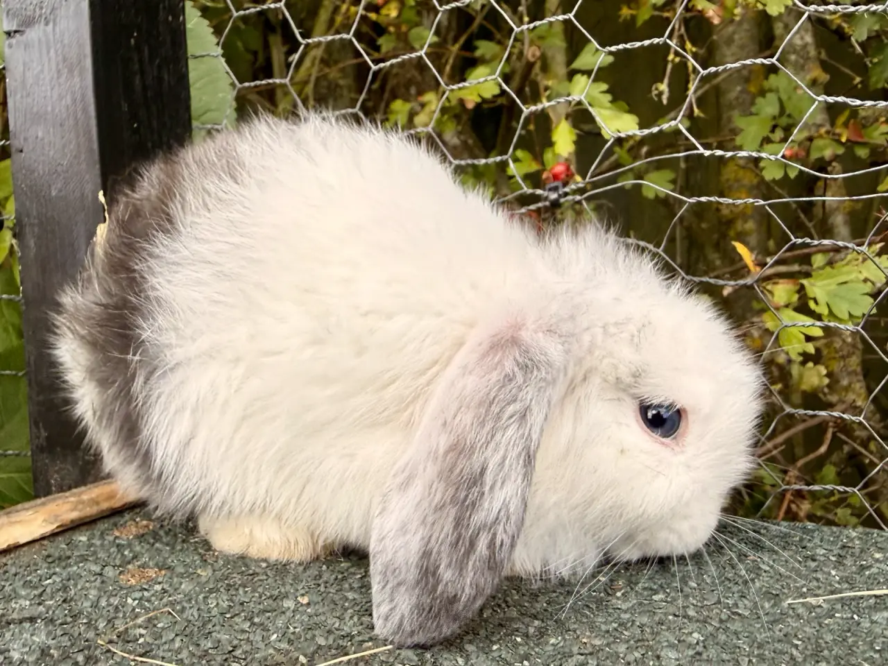 Billede 3 - Mini Lop dreng