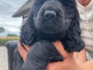 engelsk cocker spaniel
