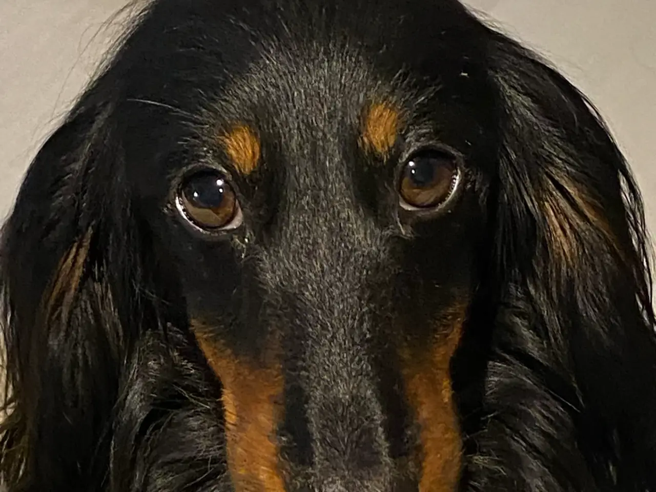Billede 8 - Langhåret dværggravhund hvalp 7 uger
