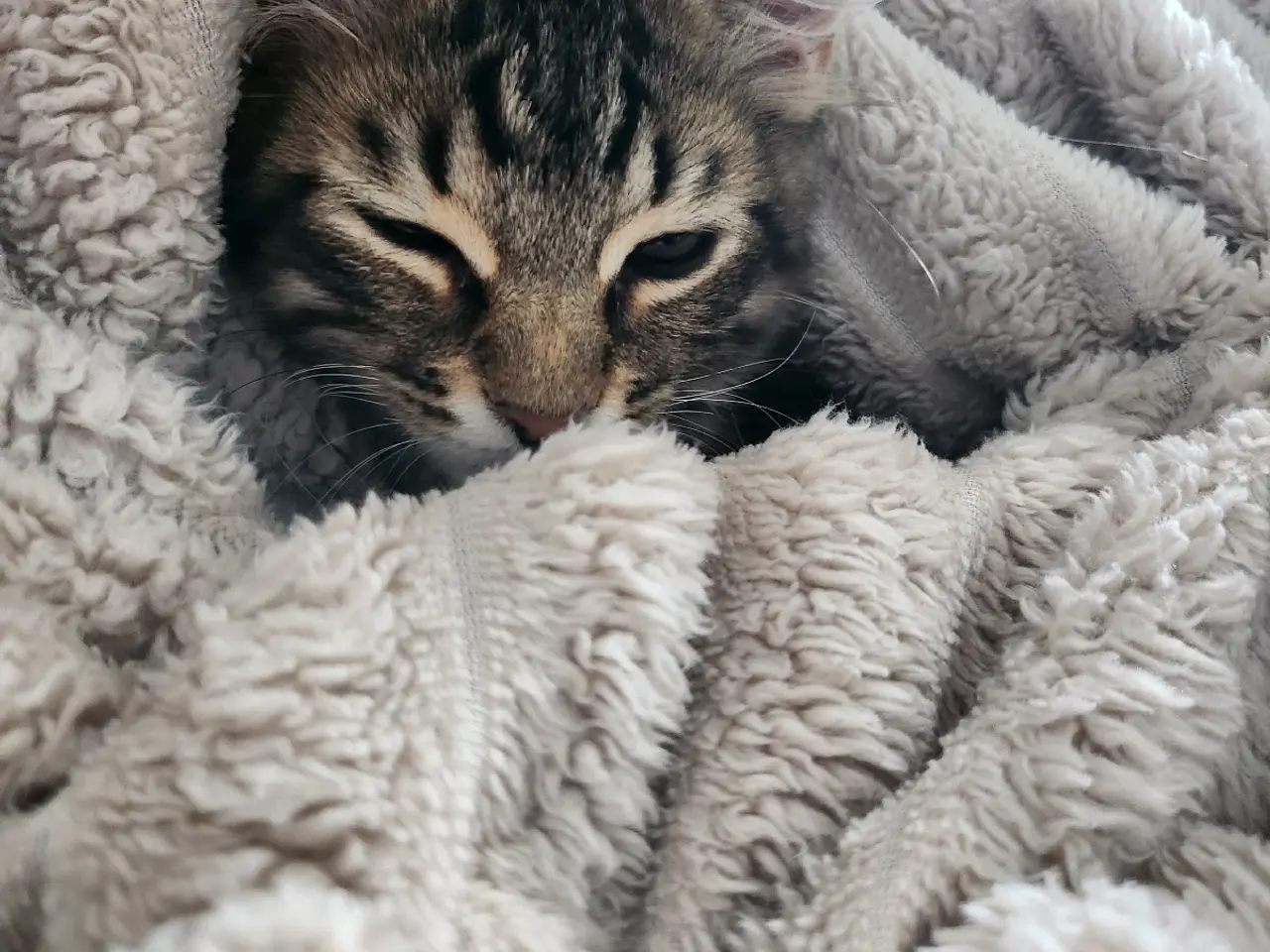 Billede 2 - Main coon cody