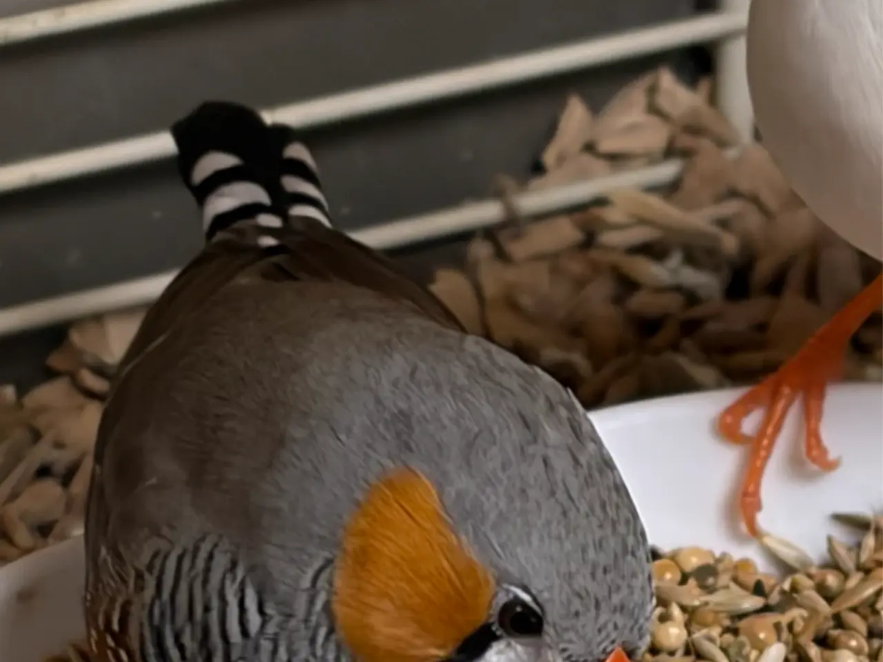 Billede 2 - Zebrafinker sælges 