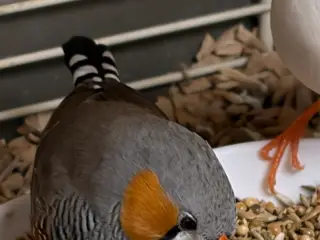 Zebrafinker sælges