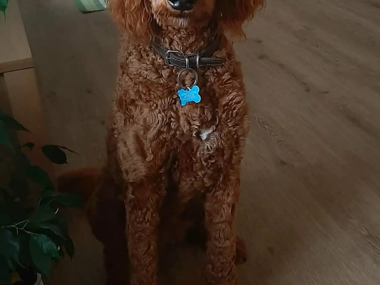 Billede 9 - Goldendoodle hvalpe