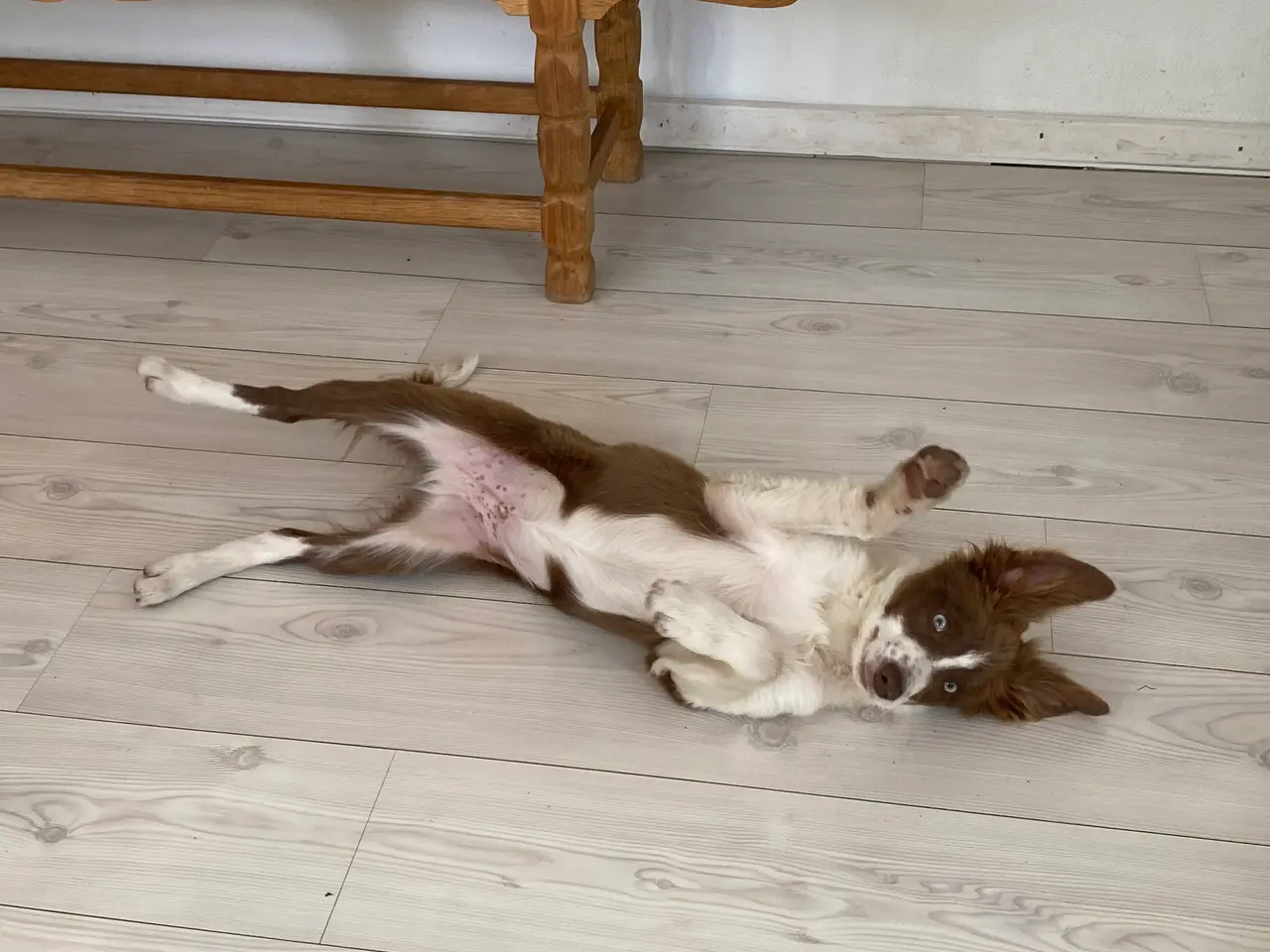 Billede 3 - Border Collie