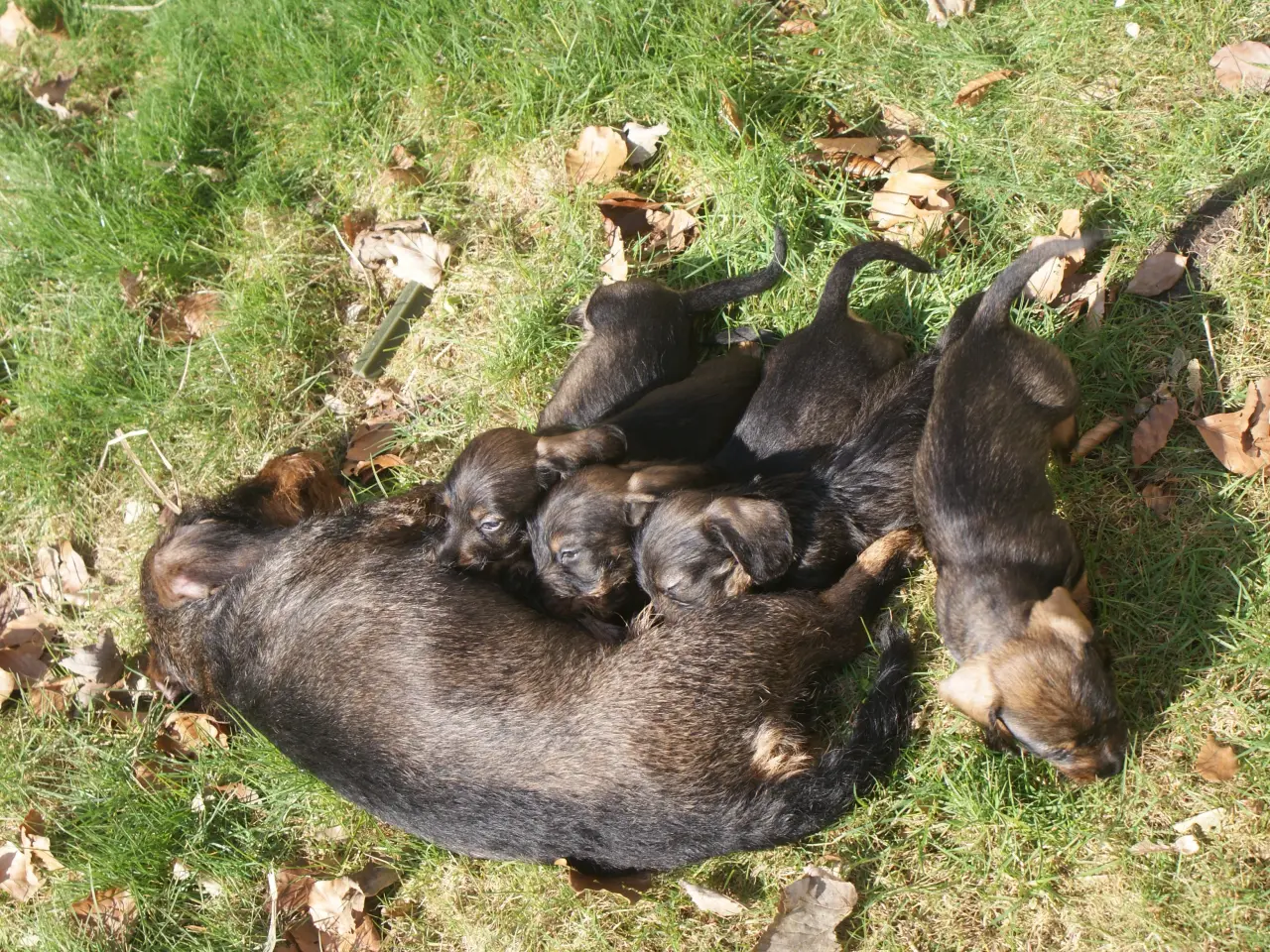 Billede 4 - Ruhåret dværg gravhunde hvalpe