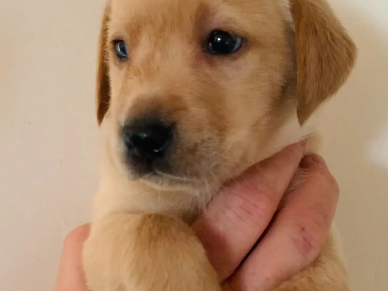 Billede 15 - Labrador hvalpe gul / fox red 