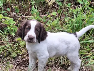 Engelsk Springer Spaniel hvalpe sælges