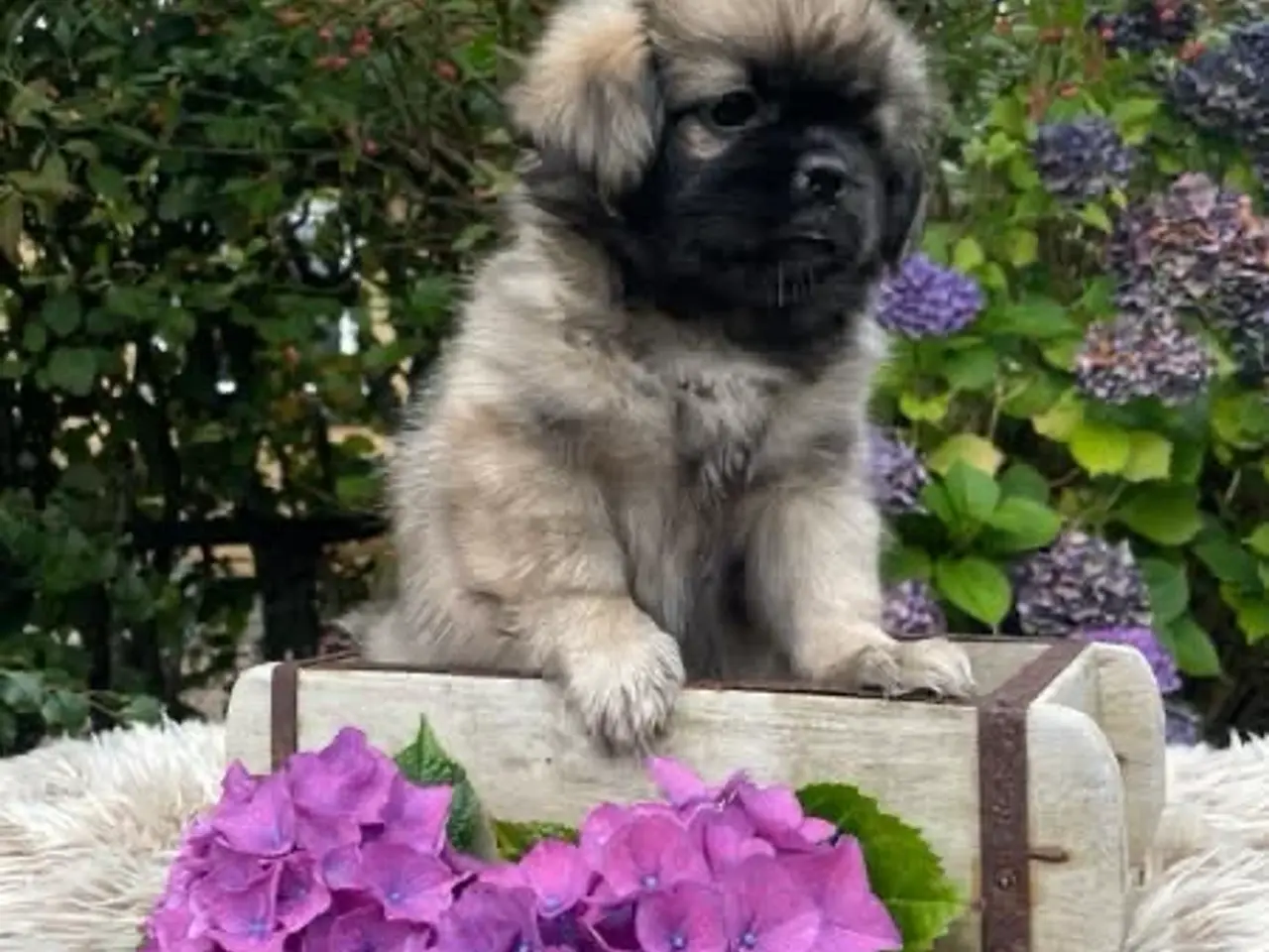 Billede 8 - Tibetansk spaniel hvalpe