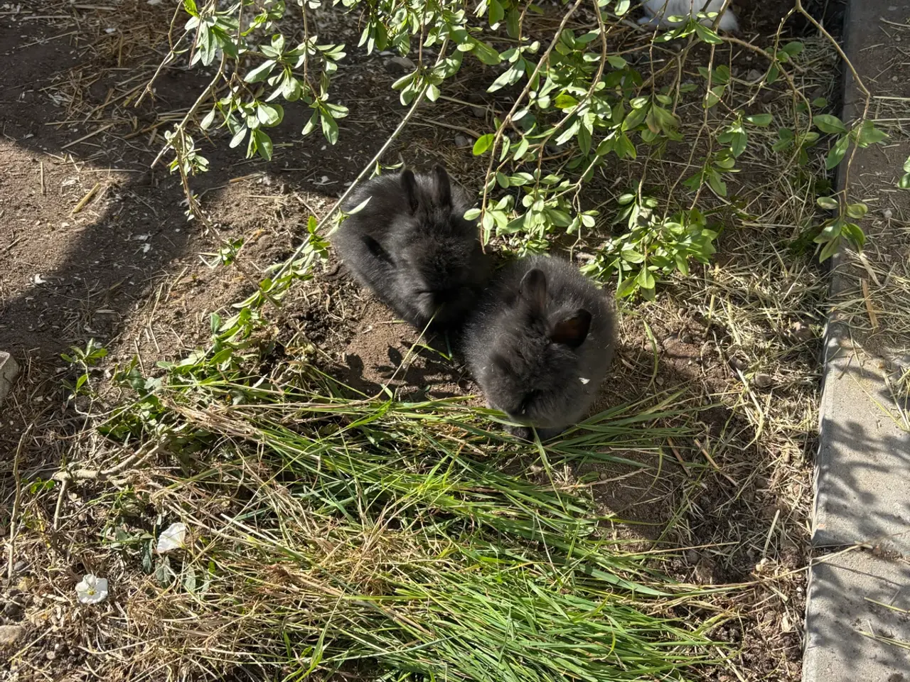 Billede 2 - Løvehoved kanin unger sælges 🐰