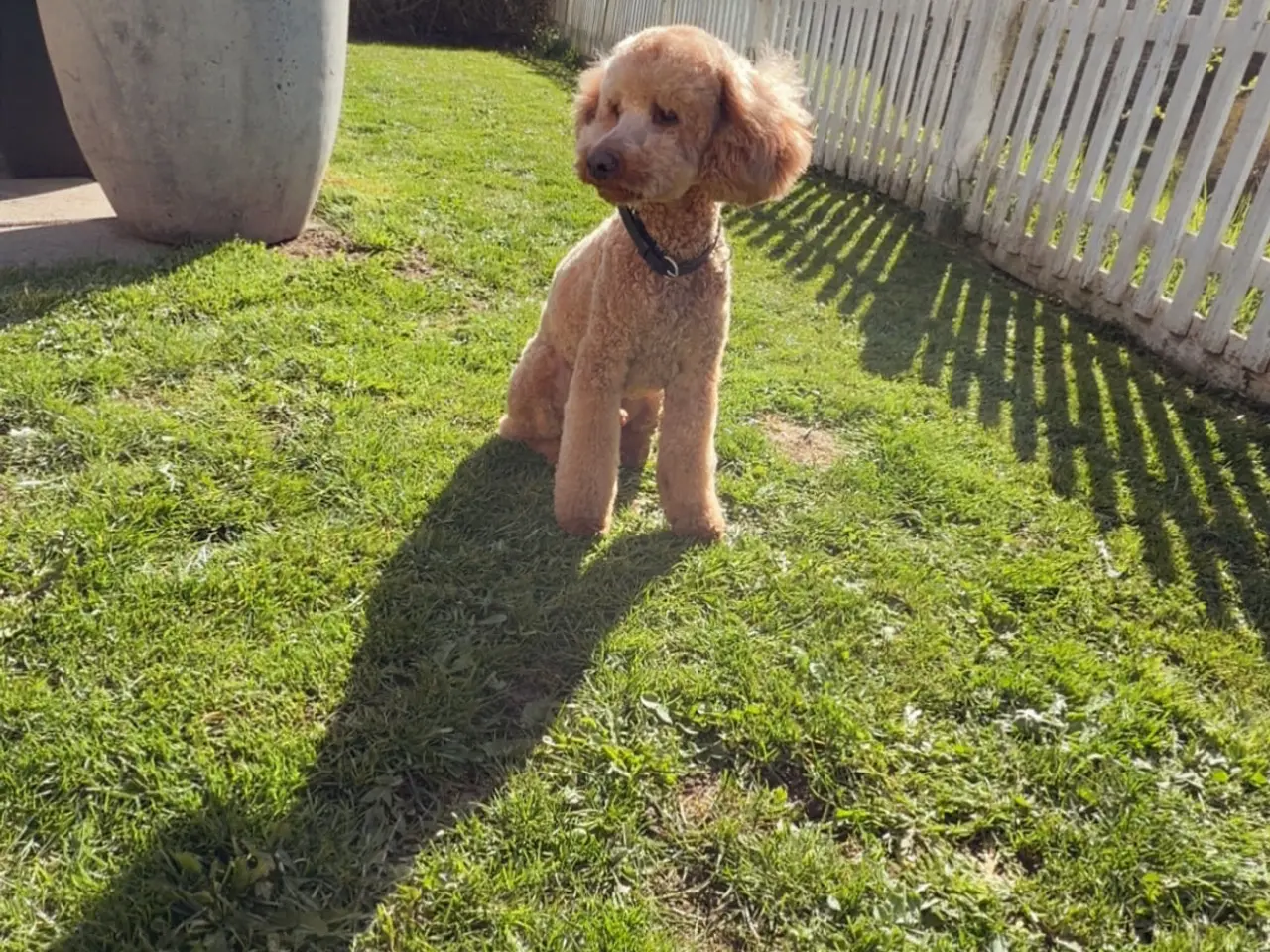 Billede 4 - 🐩 Dværgpuddel han tilbydes til parring 🐩