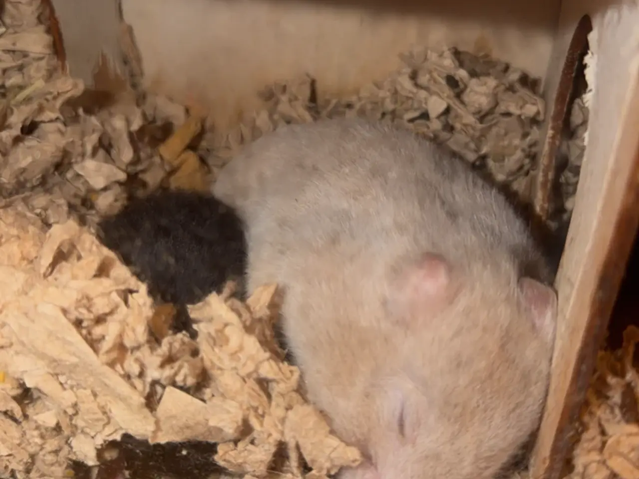 Billede 4 - De sødeste guldhamster unger søger nye hjem