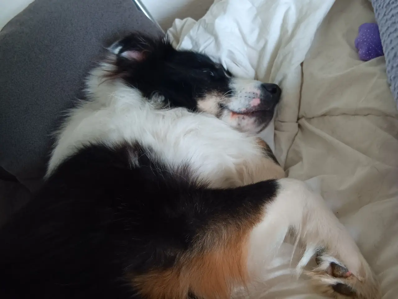 Billede 3 - Islansk fårehund 