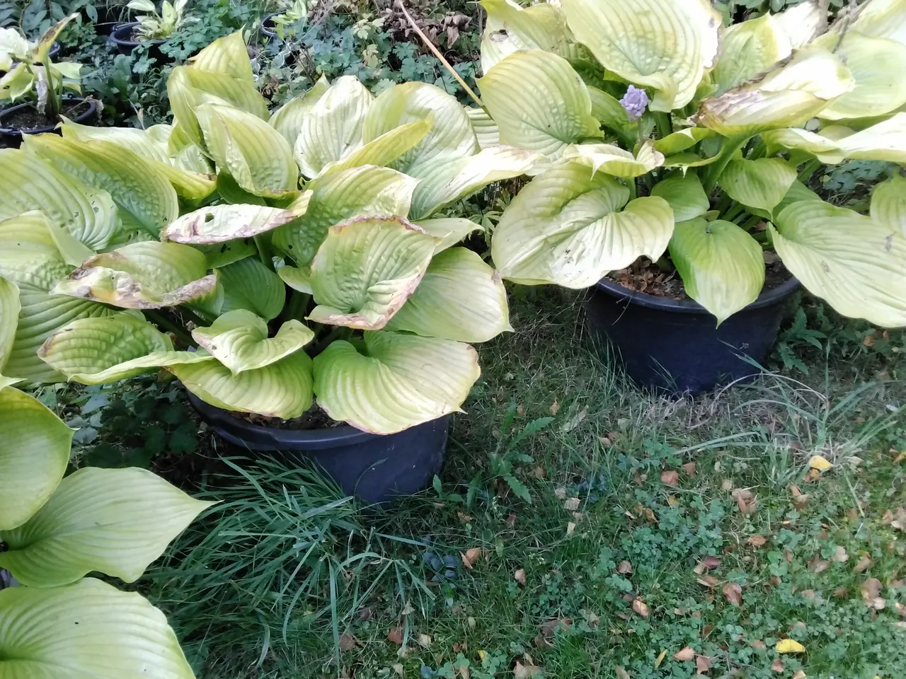 Billede 3 - Kæmpe Hosta Sun and Substance I store 40L potter
