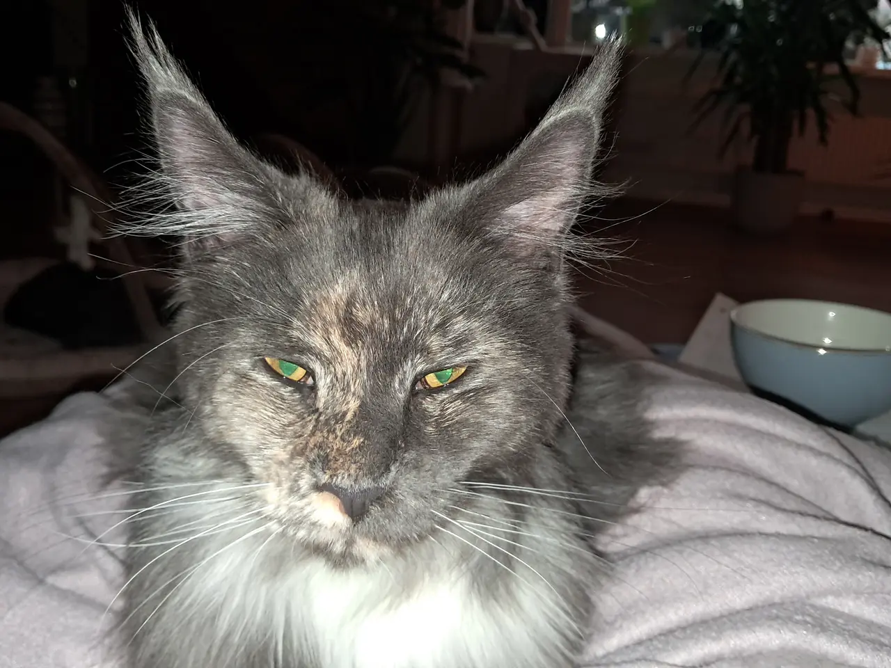 Billede 2 - Maine coon kat