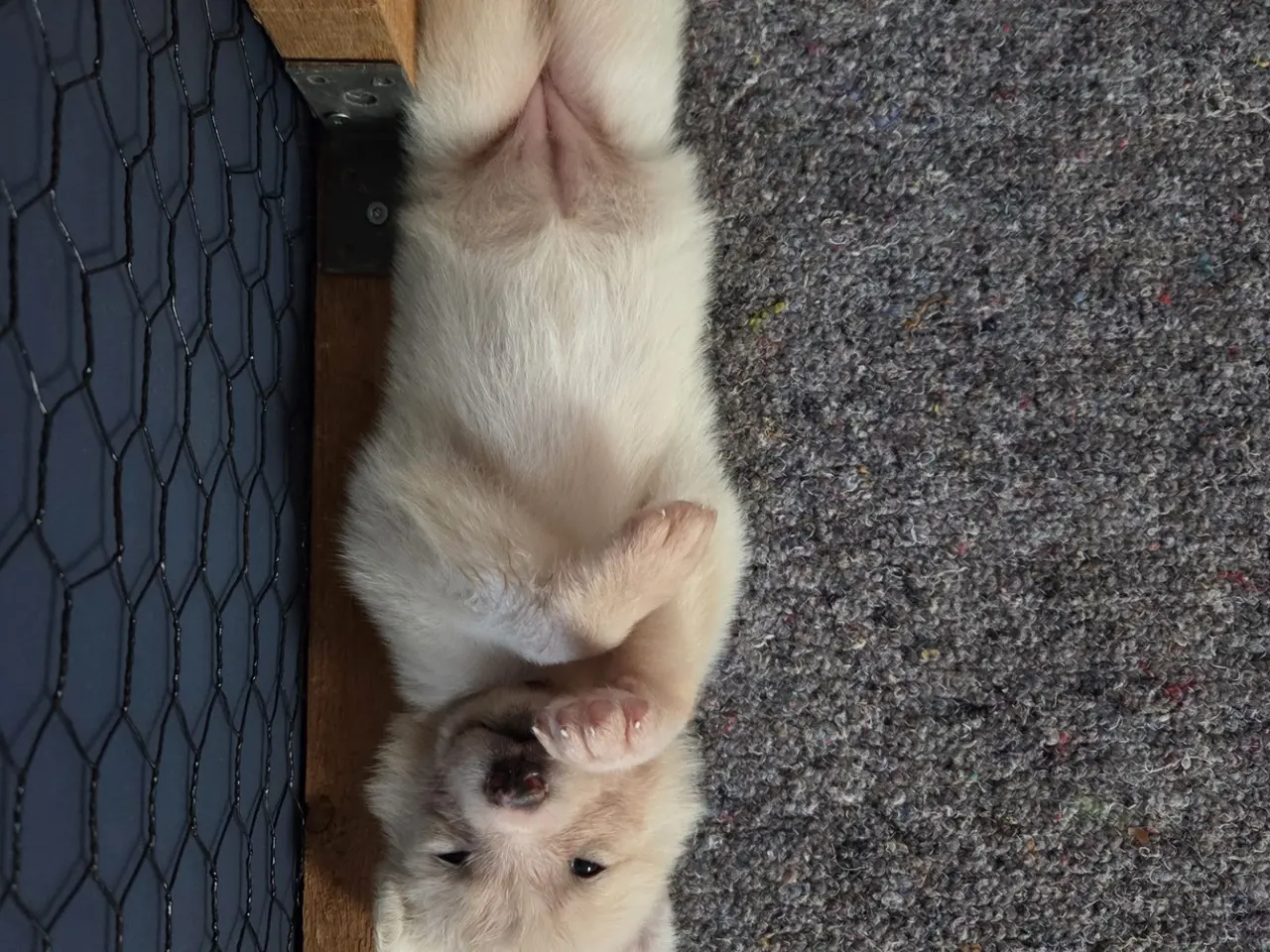 Billede 6 - Siberian husky og samojede hvalpe sælges