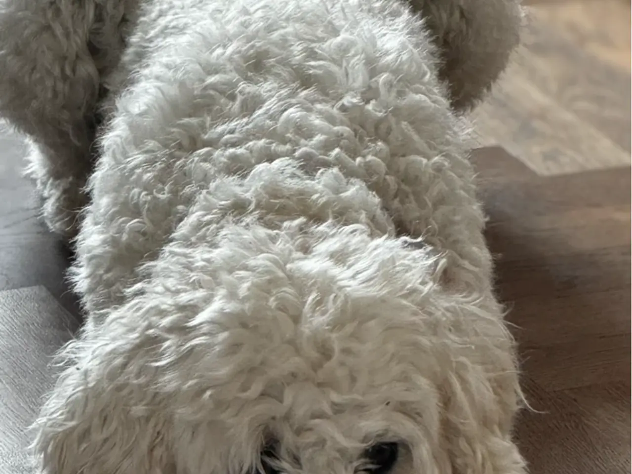 Billede 9 - Multigen Labradoodle - KUN Gunnar tilbage