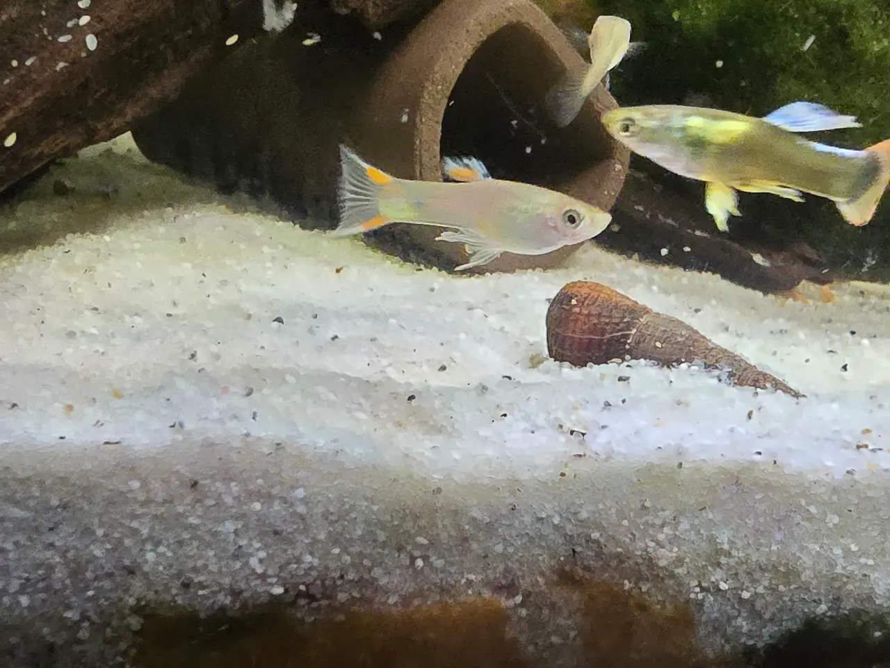 Billede 3 - BILLIG GUPPY MIX