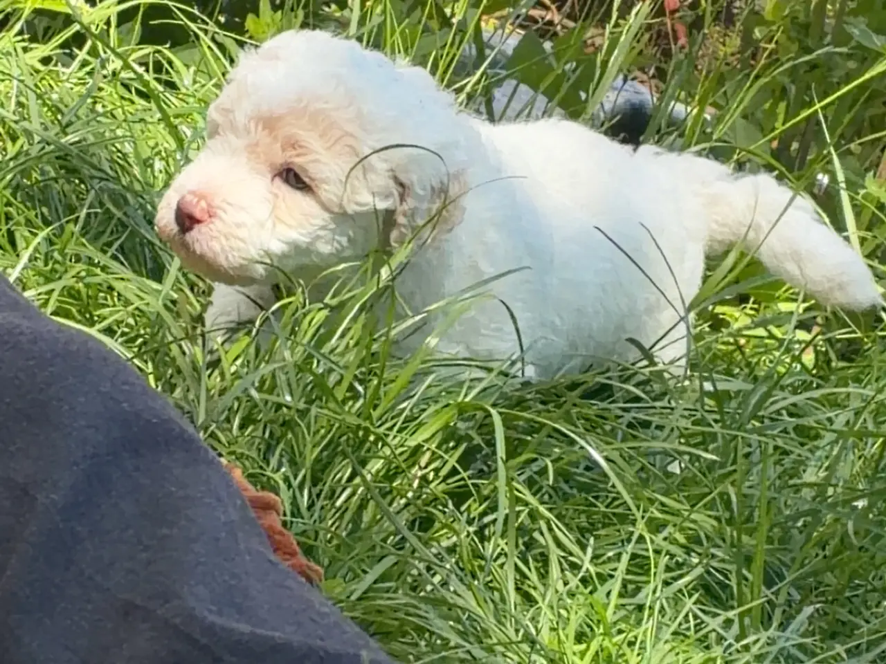 Billede 8 - Labradoodle hvalpe