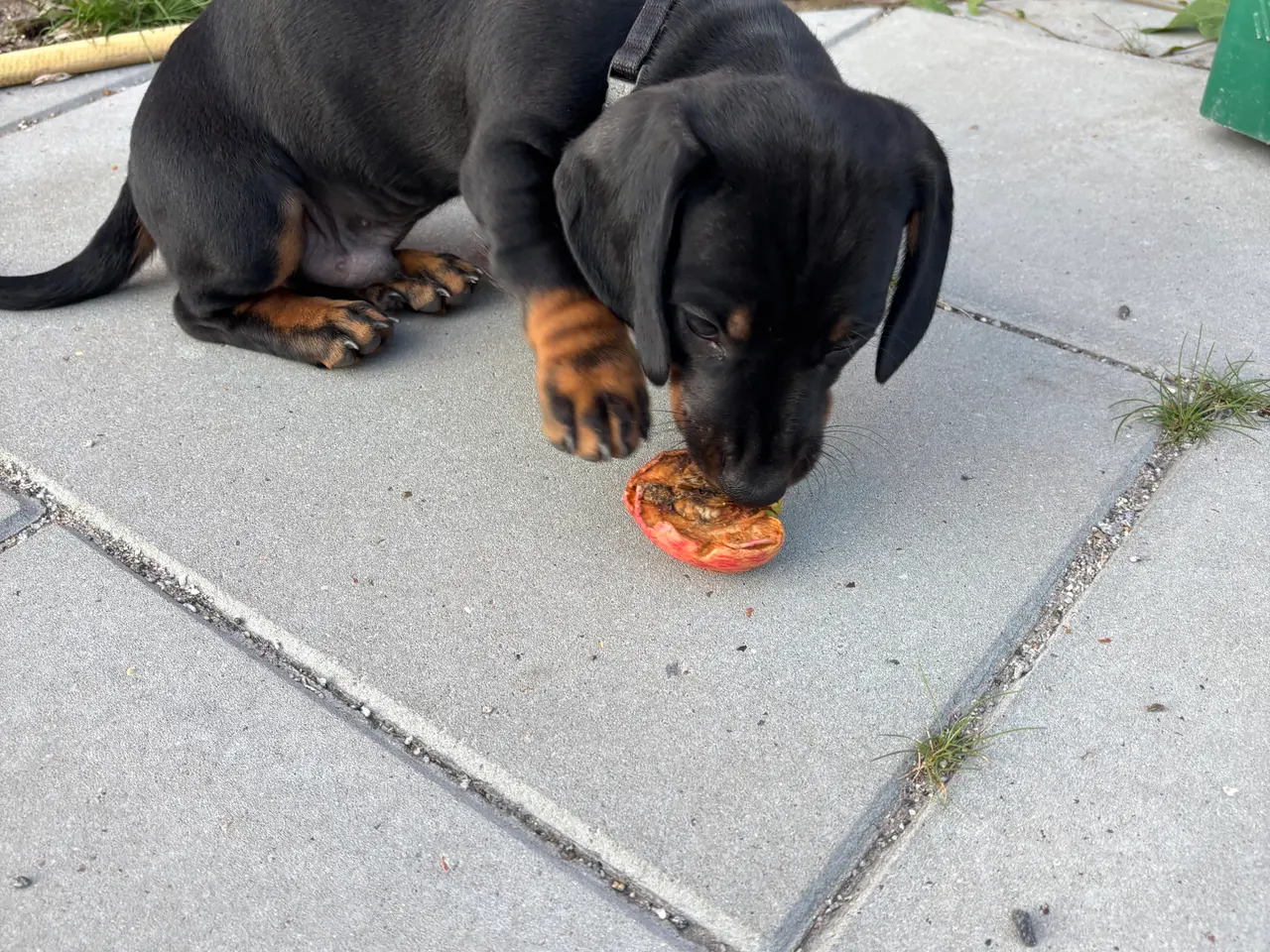 Billede 5 - Gravhund standart