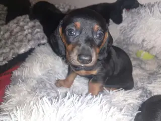 Standard korthåret gravhunde - 4